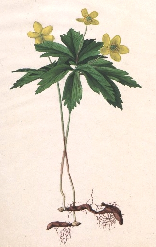 Anemone ranunculoides - erstes Aquarell von 1864